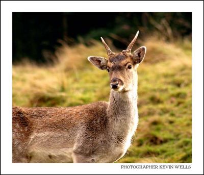 Deer